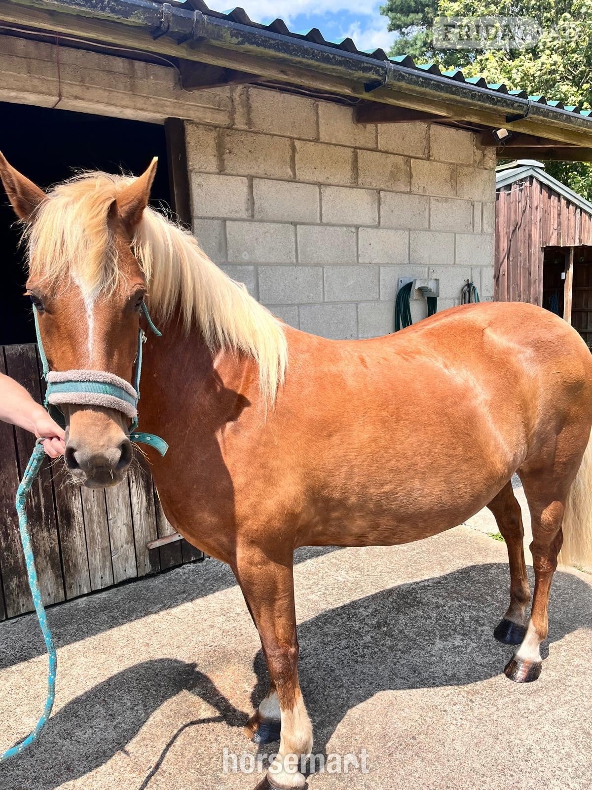 "STAPLEWOOD SIA" Chestnut Mare Pony Club Pony in Helston