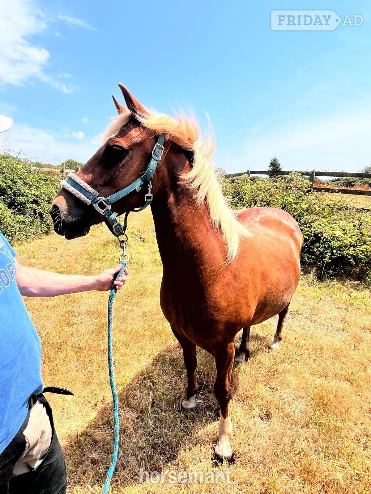 "STAPLEWOOD SIA" Chestnut Mare Pony Club Pony