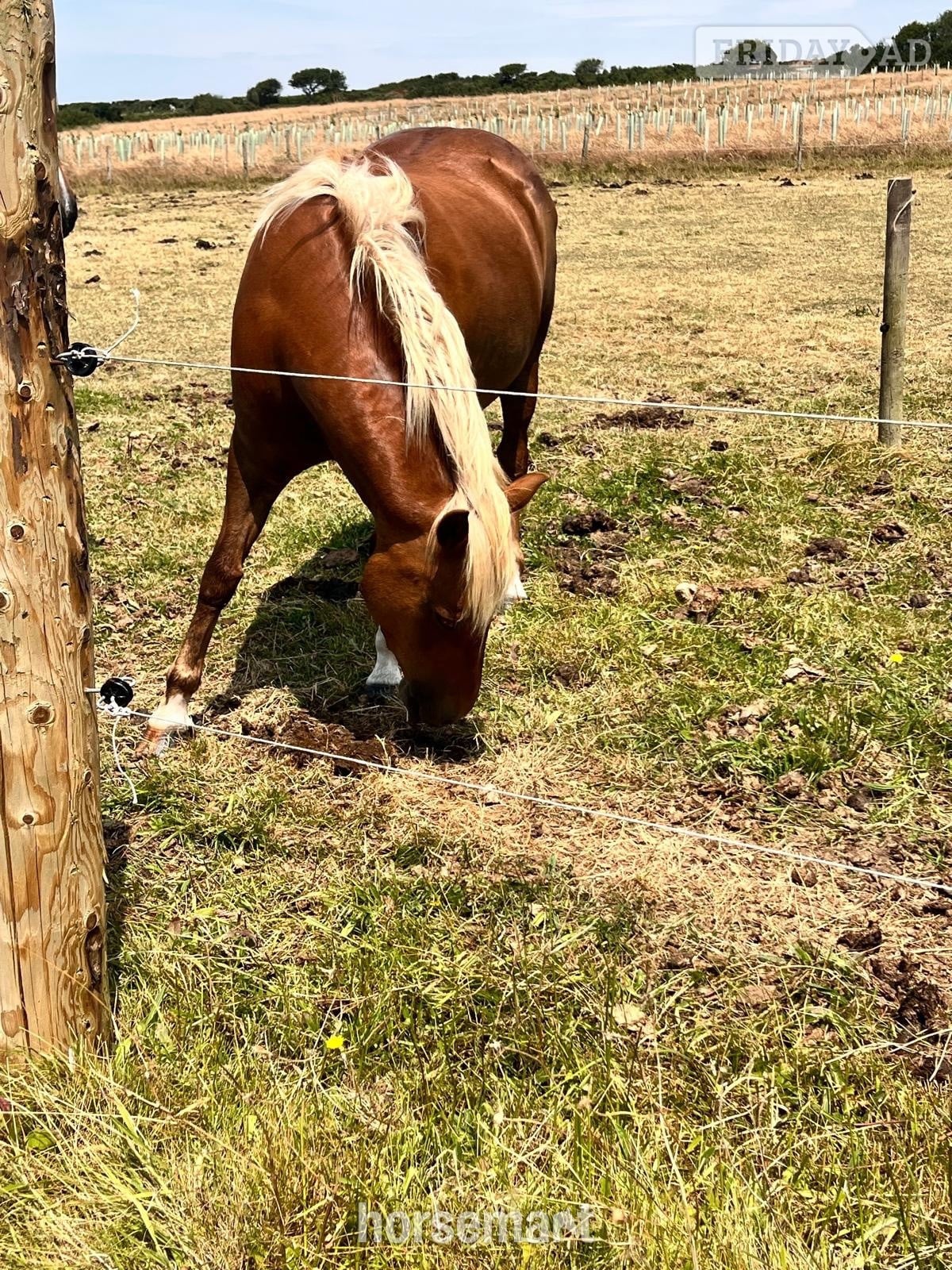 Helston "STAPLEWOOD SIA" Chestnut Mare Pony Club Pony