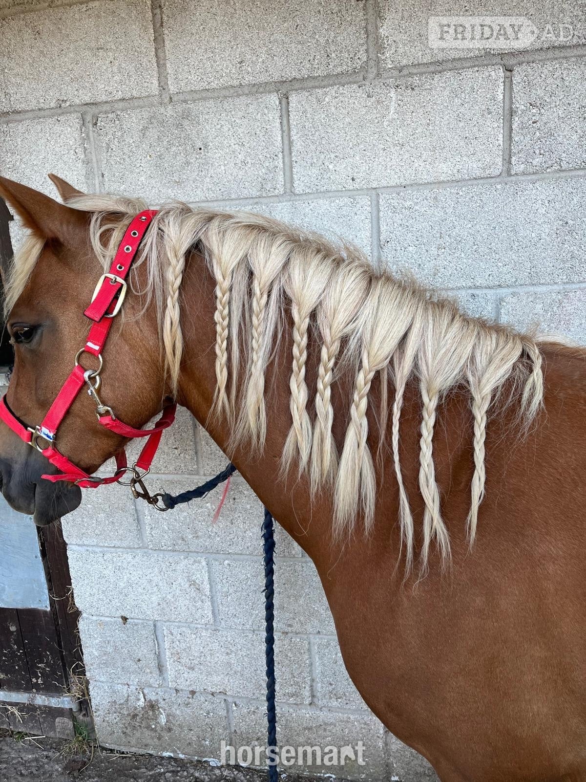 "STAPLEWOOD SIA" Chestnut Mare Pony Club Pony - Horses in Helston