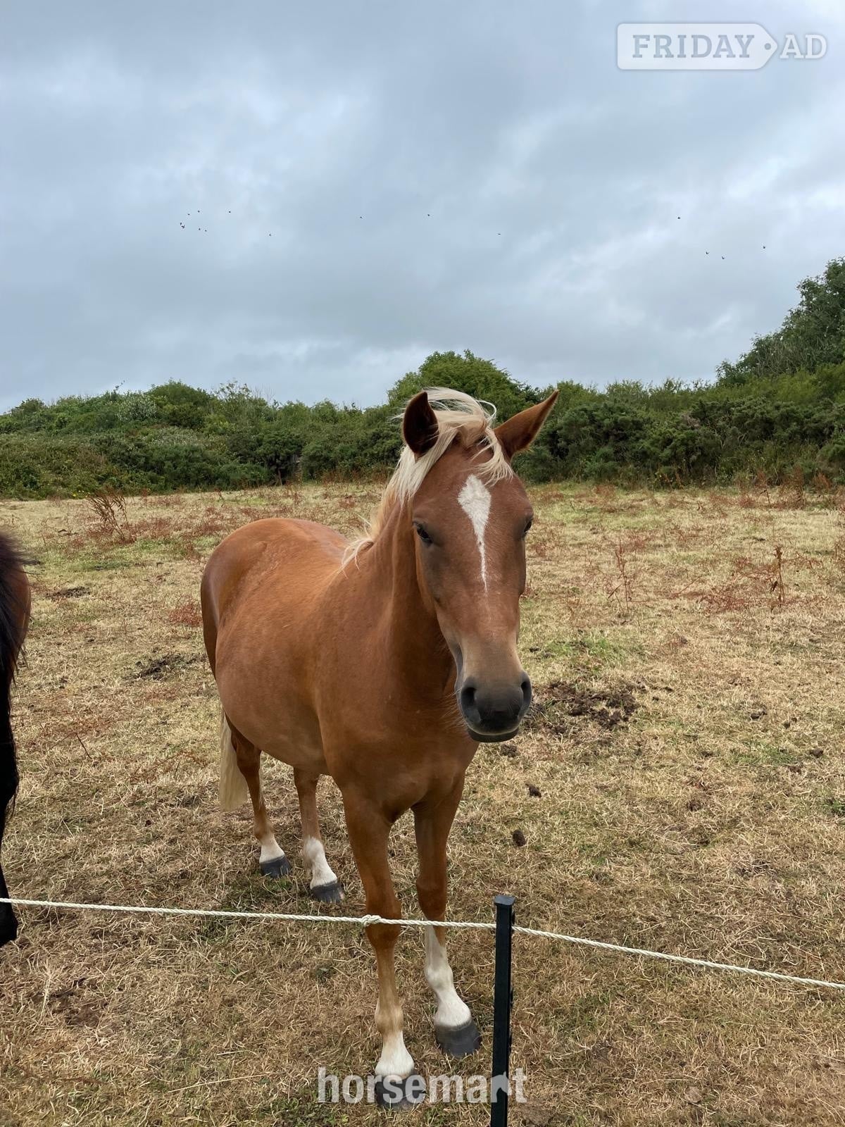 "STAPLEWOOD SIA" Chestnut Mare Pony Club Pony - Horses
