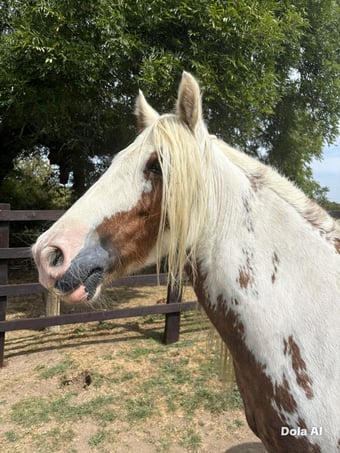 "Tiggy ( moors magical mayhem " Skewbald Mare Cob/Heavy Horse