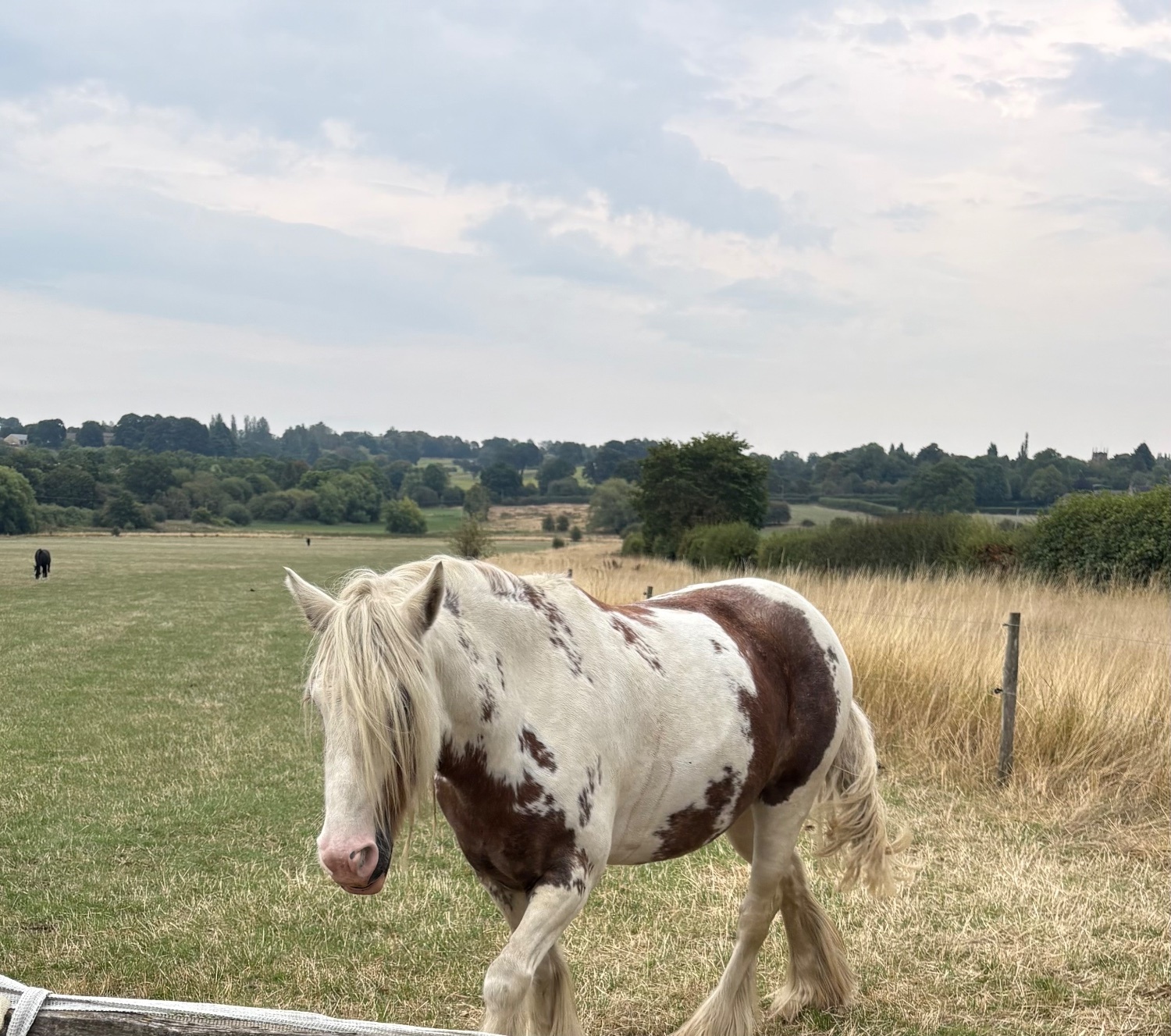 "Tiggy ( moors magical mayhem " Skewbald Mare Cob/Heavy Horse