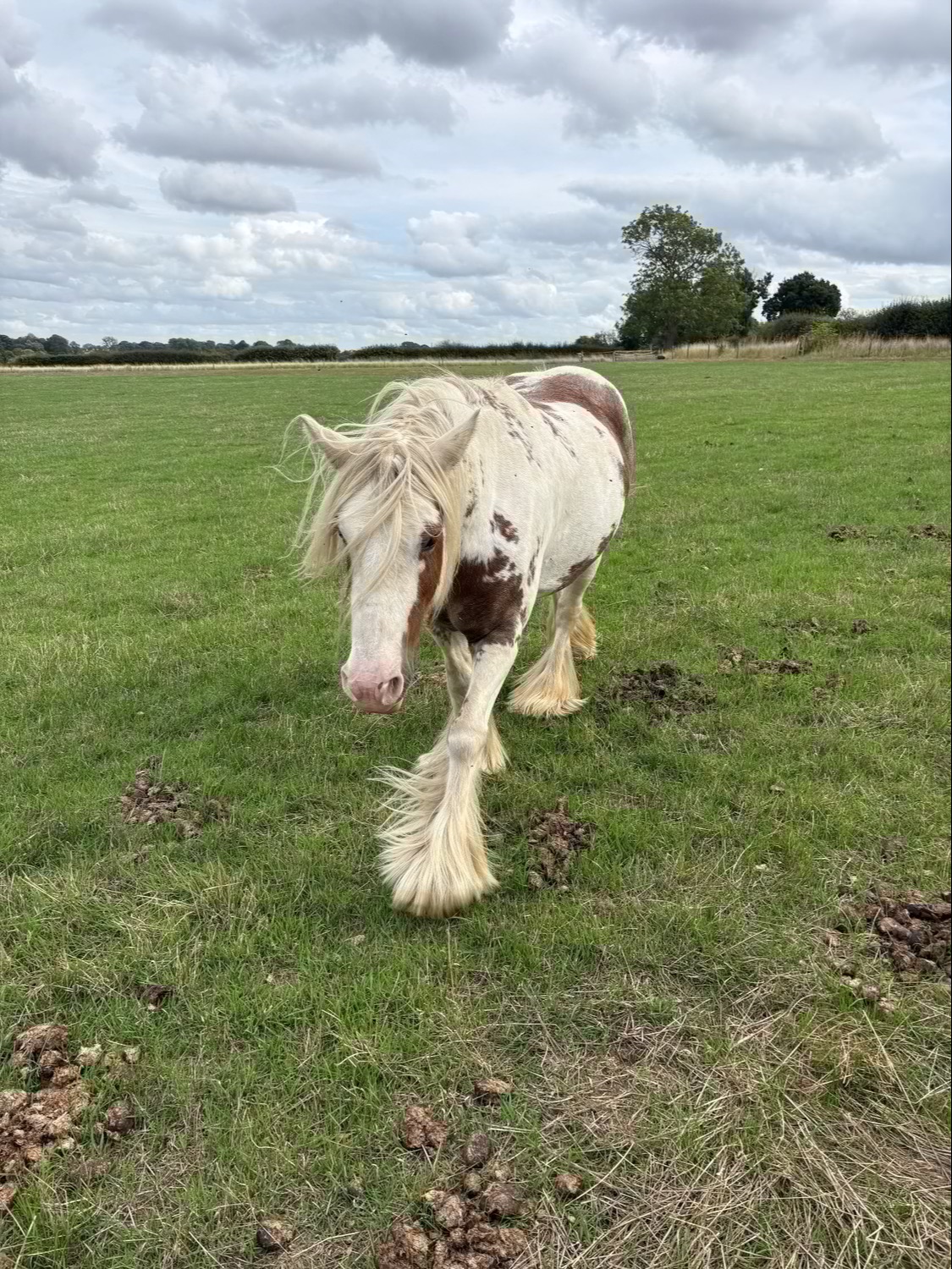 Ackworth Moor Top "Tiggy ( moors magical mayhem " Skewbald Mare Cob/Heavy Horse