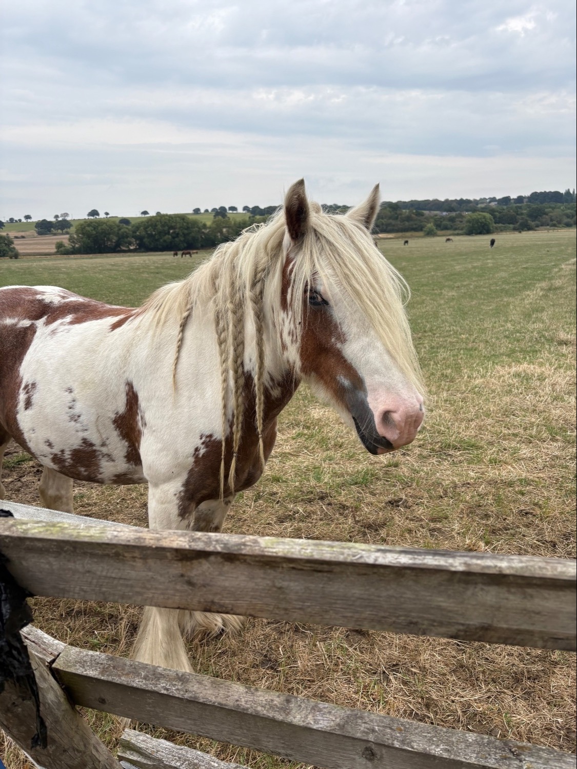 "Tiggy ( moors magical mayhem " Skewbald Mare Cob/Heavy Horse - Horses in Ackworth Moor Top