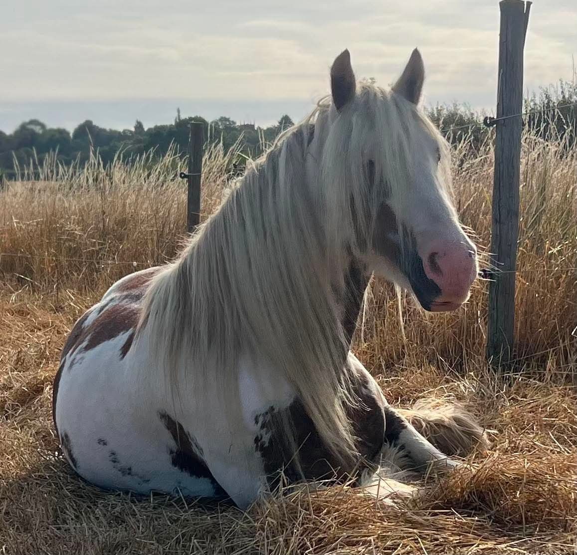 "Tiggy ( moors magical mayhem " Skewbald Mare Cob/Heavy Horse - Horses