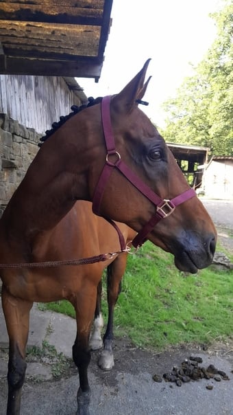 "Lucky" Bright Bay Gelding Ex Racehorse