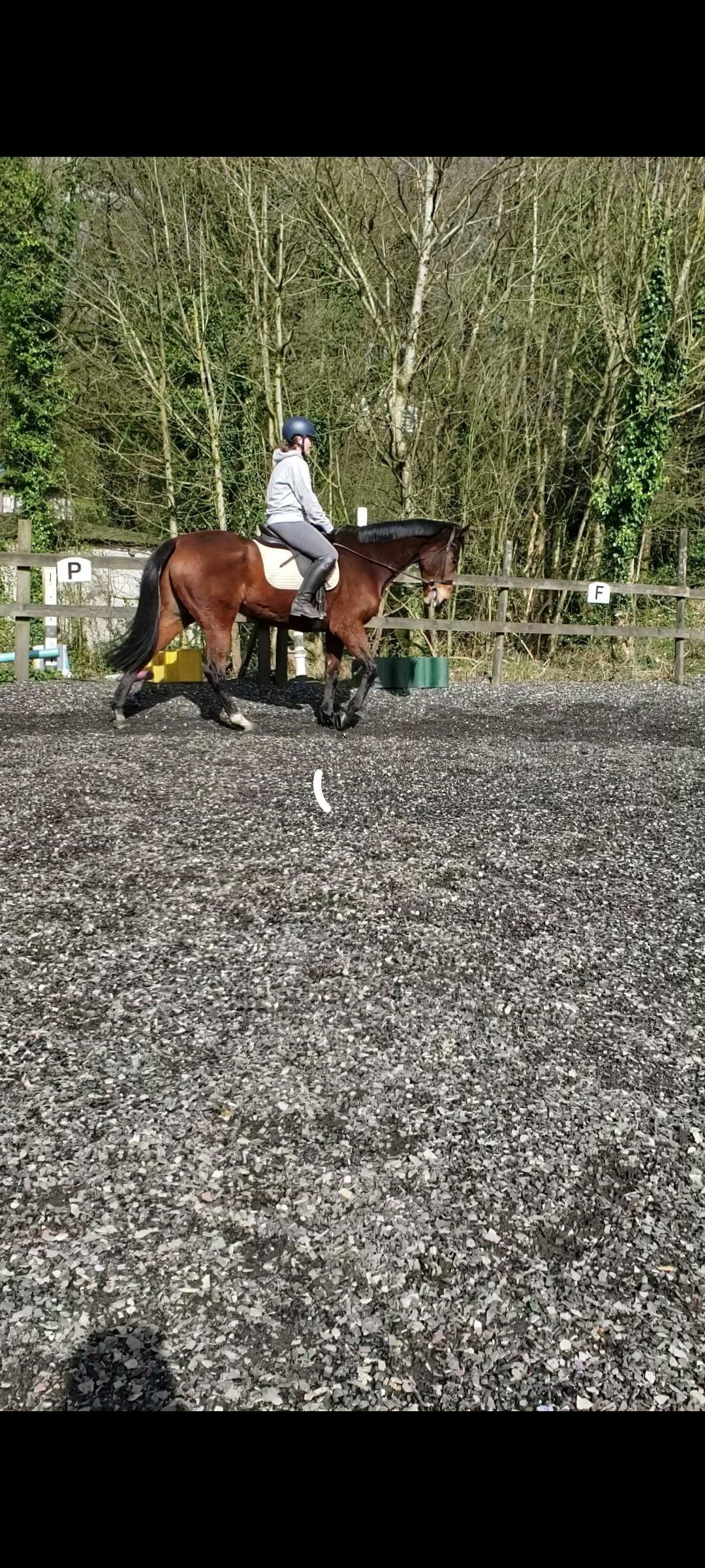 "Lucky" Bright Bay Gelding Ex Racehorse