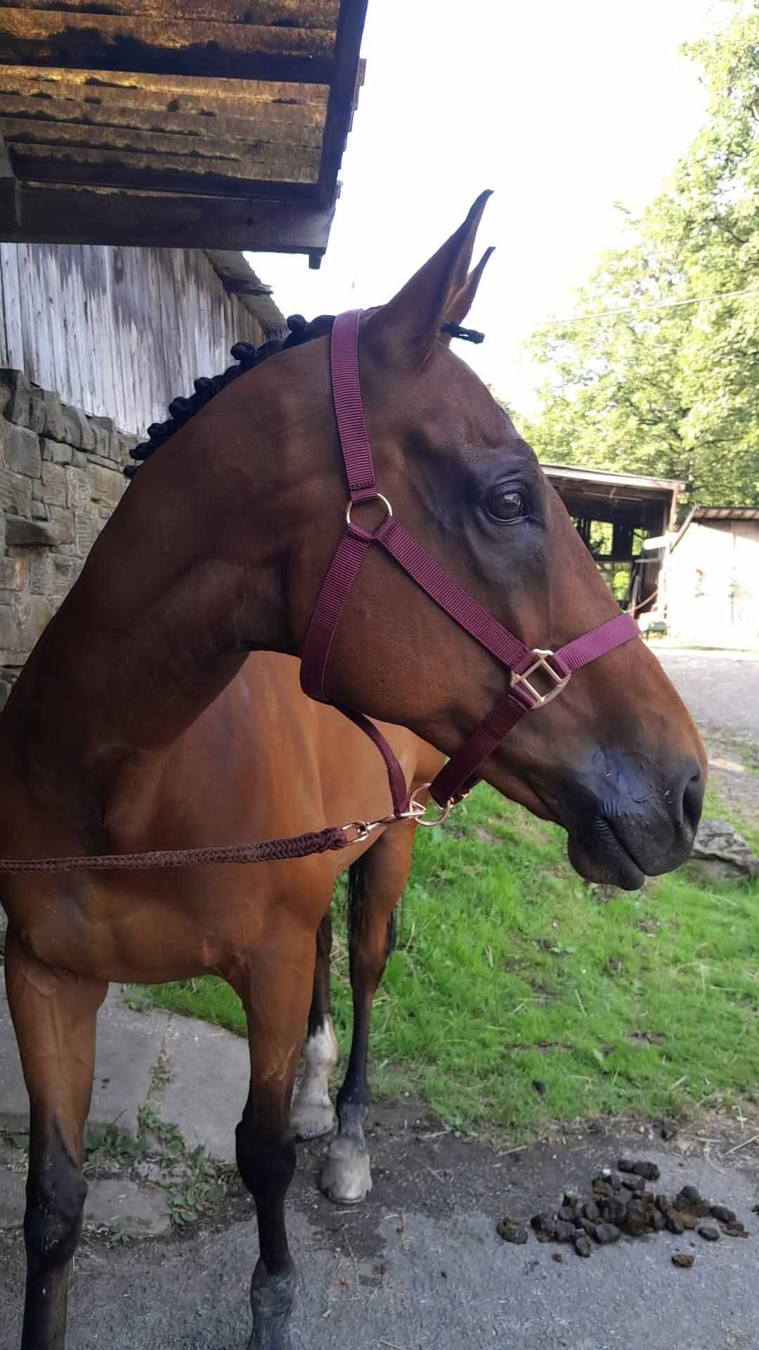 Dudley "Lucky" Bright Bay Gelding Ex Racehorse