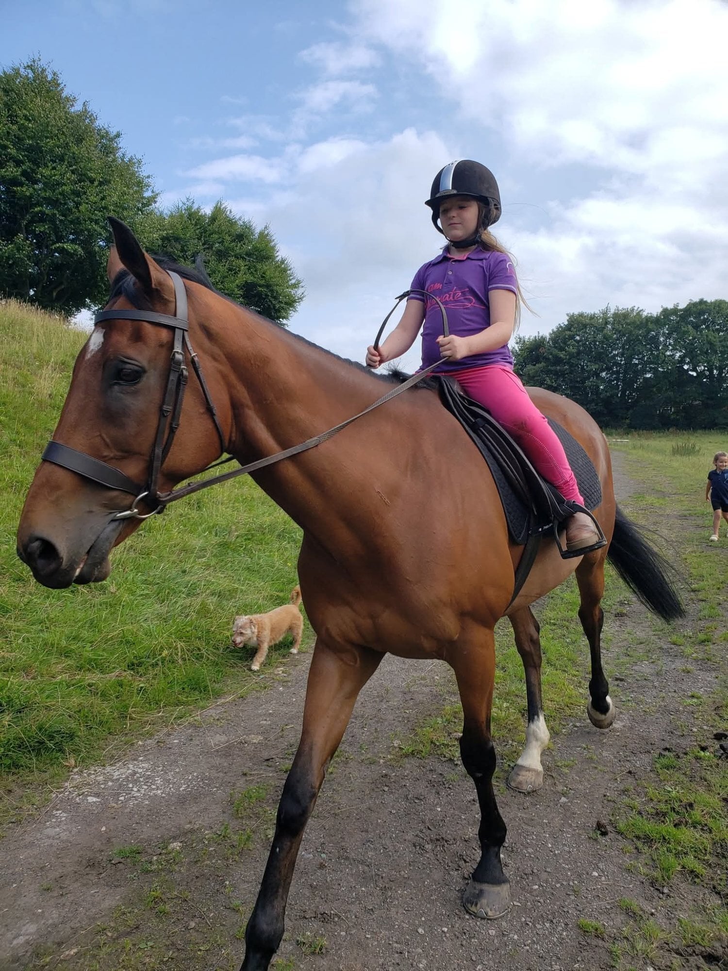 "Lucky" Bright Bay Gelding Ex Racehorse - Horses in Dudley