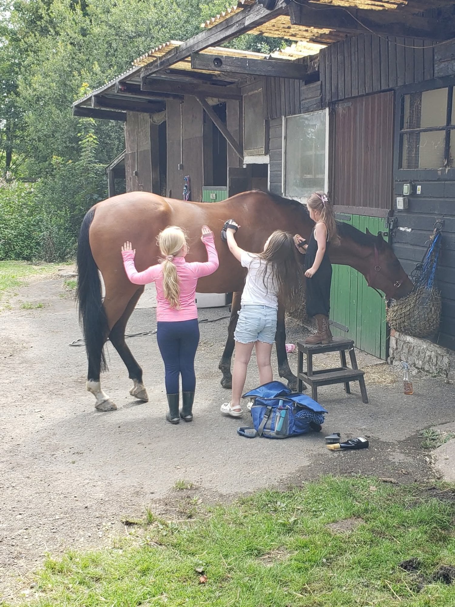 "Lucky" Bright Bay Gelding Ex Racehorse - Horses