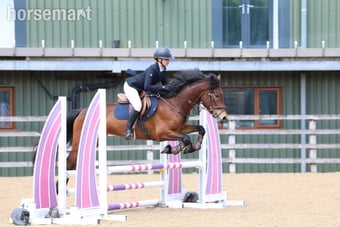 "Saranaught Oscar" Bay Gelding Hunter