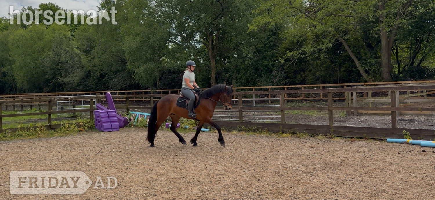 "Saranaught Oscar" Bay Gelding Hunter - Horses