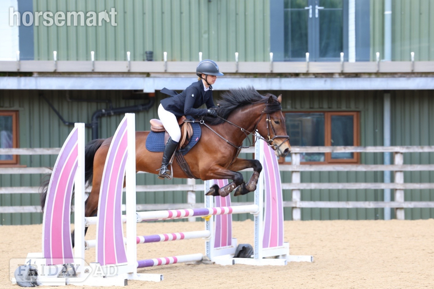 "Saranaught Oscar" Bay Gelding Hunter in Skelmersdale