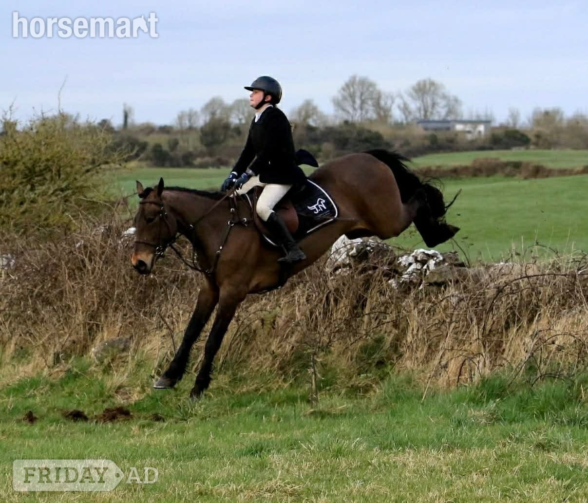 "Saranaught Oscar" Bay Gelding Hunter
