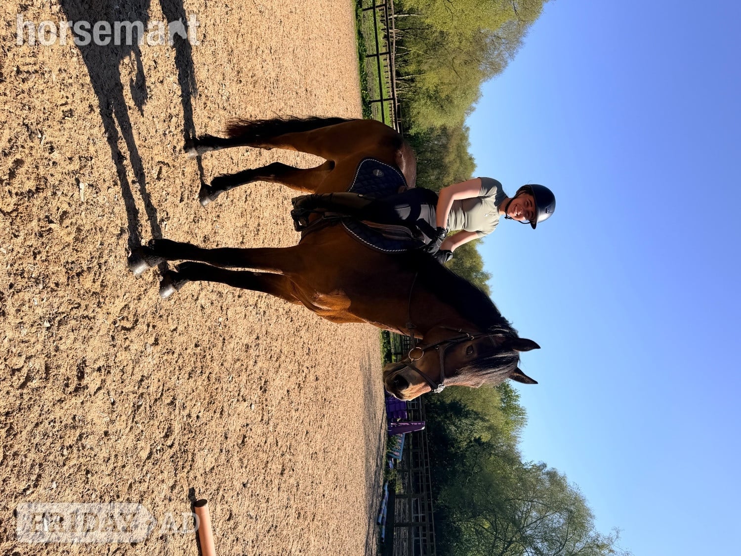"Saranaught Oscar" Bay Gelding Hunter - Horses in Skelmersdale