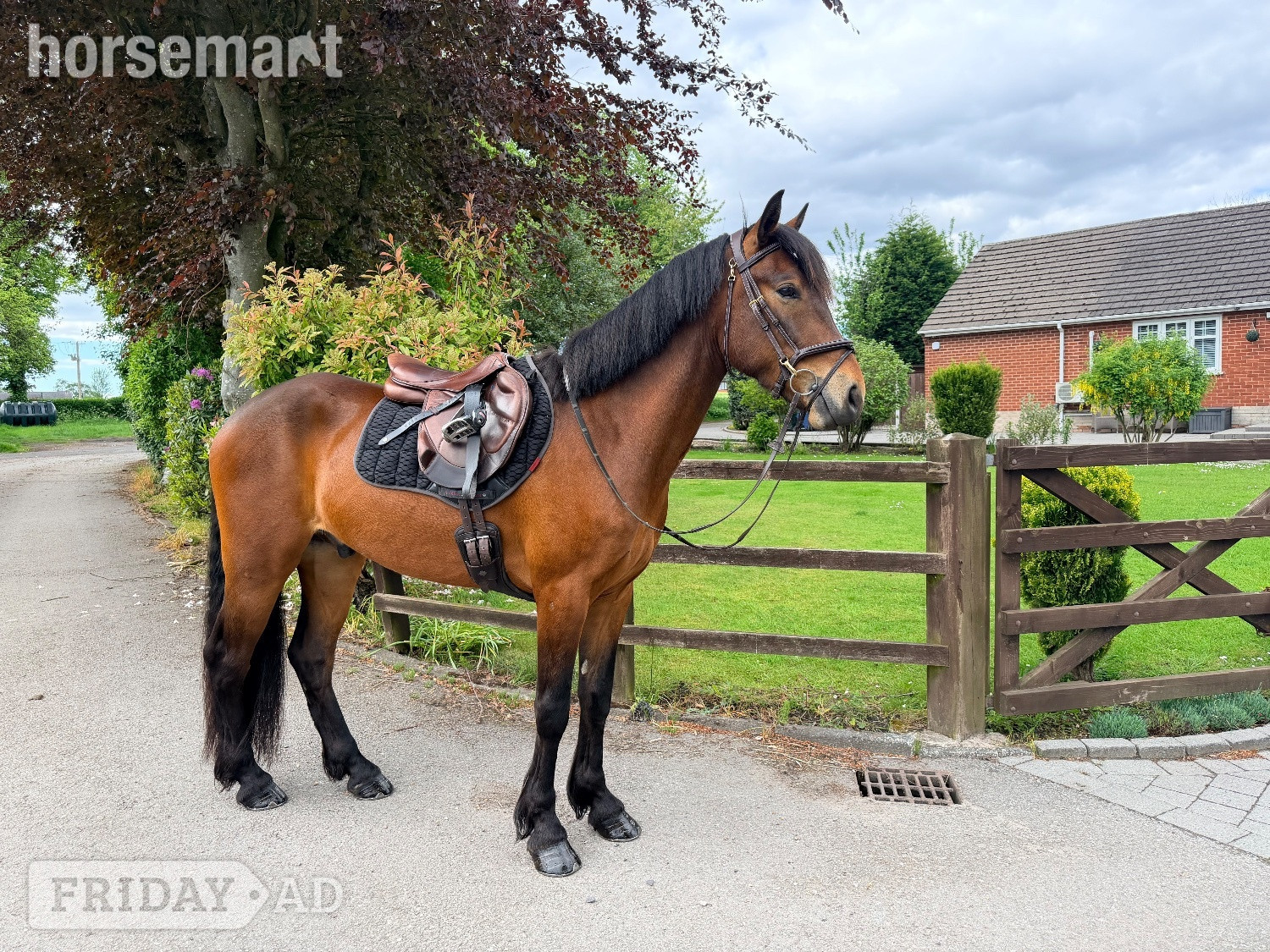 Skelmersdale "Saranaught Oscar" Bay Gelding Hunter