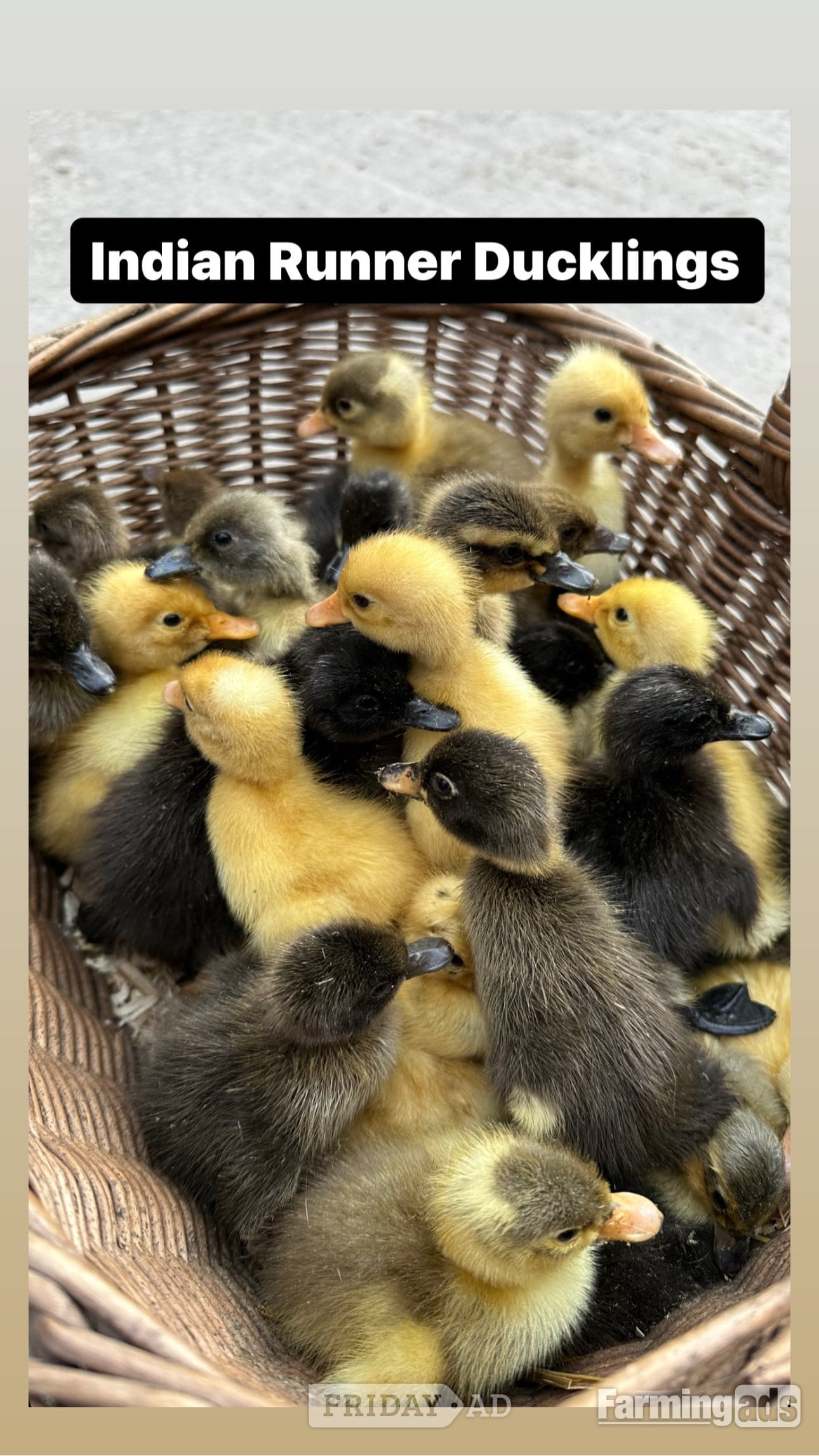 Swannington Ducks &amp; Ducklings in a range of breeds 