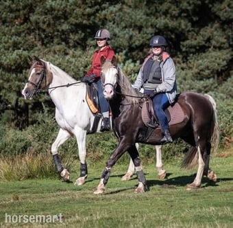 "Disney" Other Colour Mare Project Horse