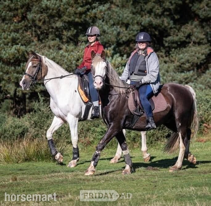 "Disney" Other Colour Mare Project Horse in Uckfield