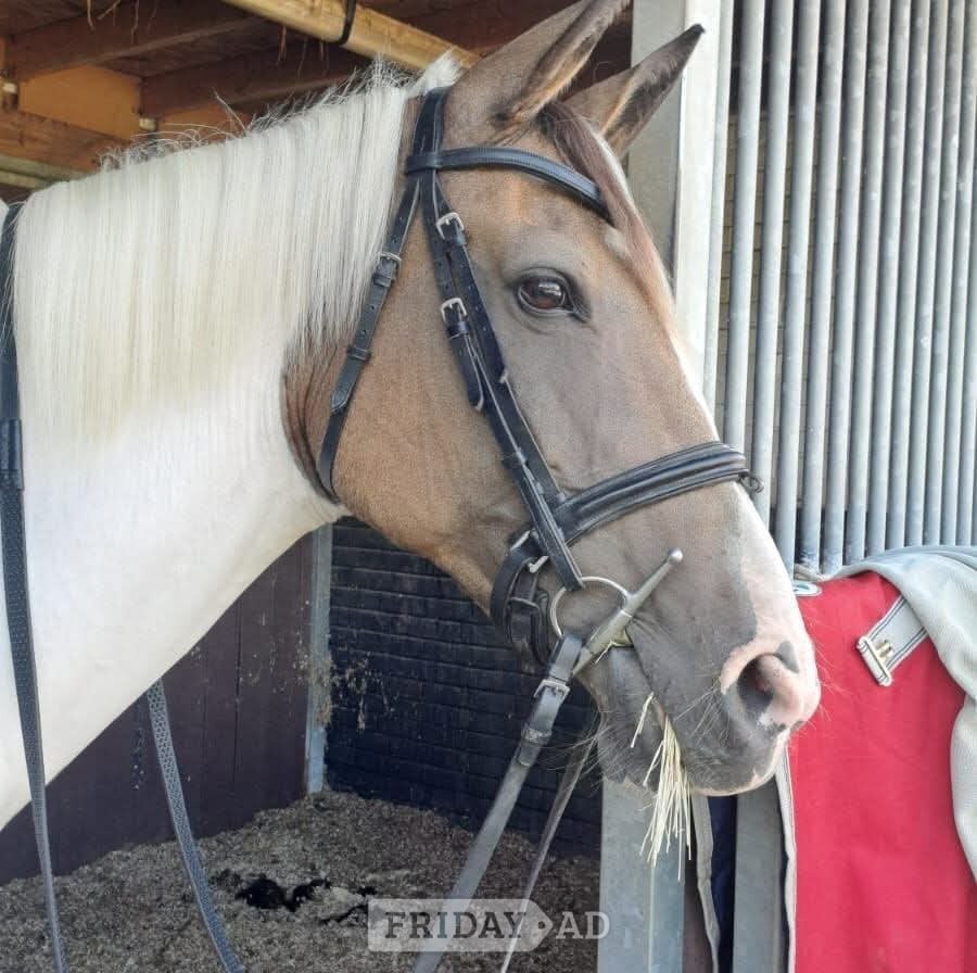 "Disney" Other Colour Mare Project Horse