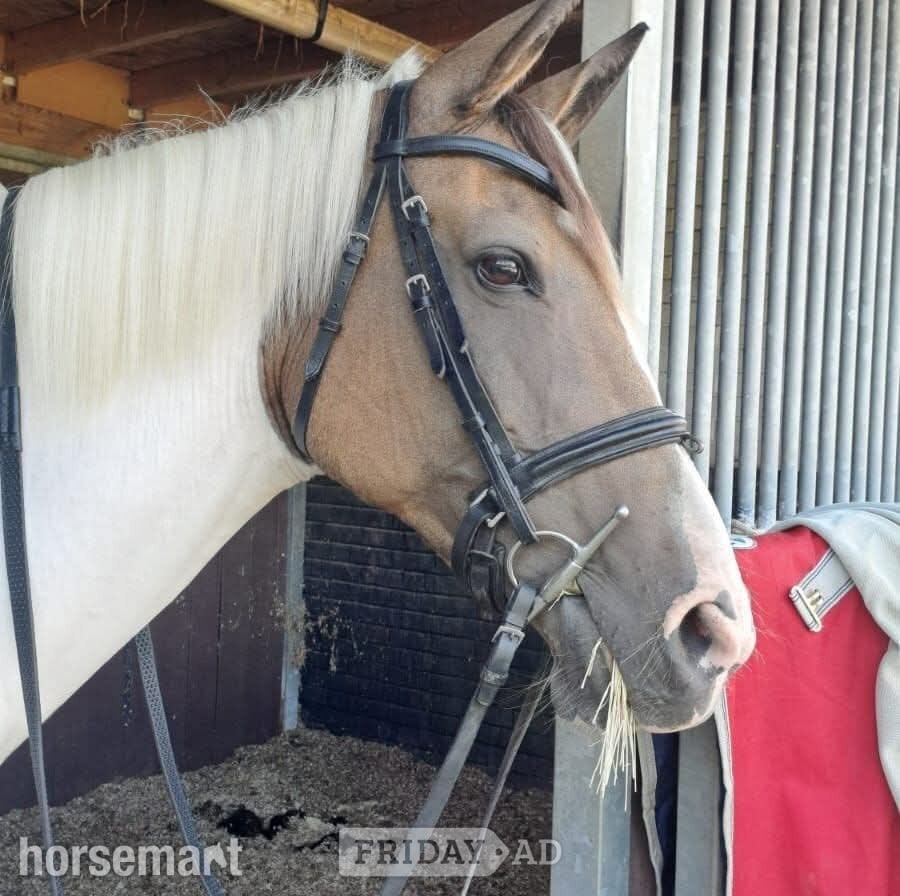 "Disney" Other Colour Mare Project Horse