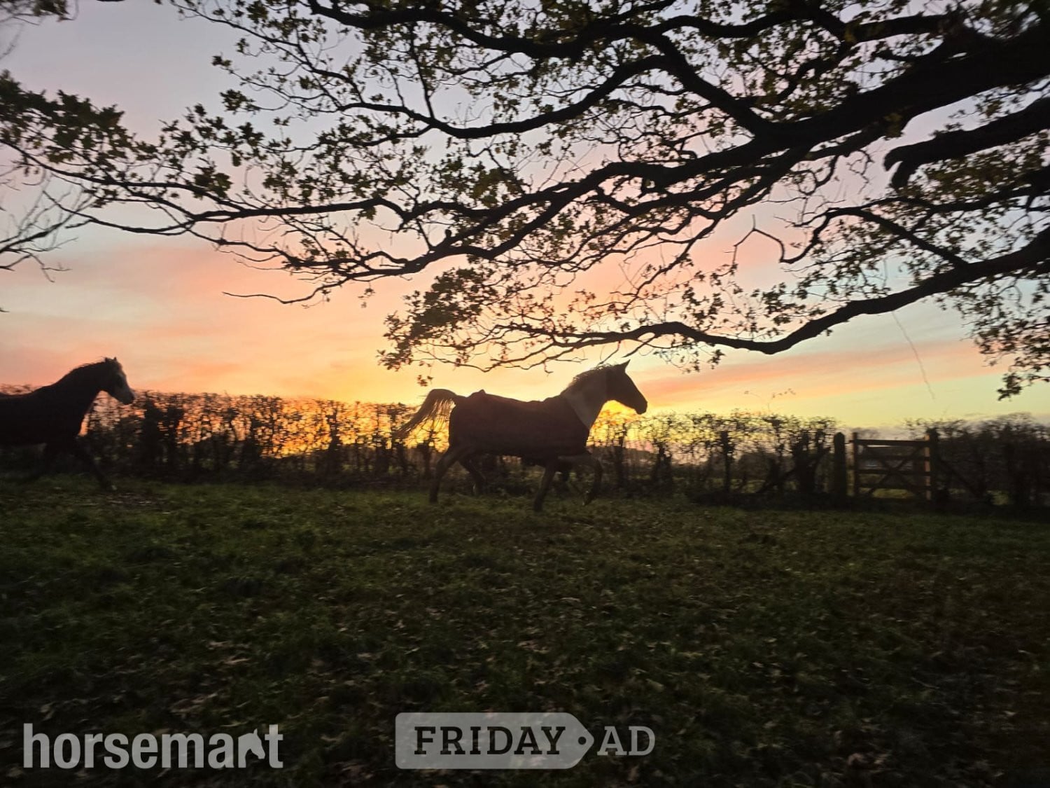 "Disney" Other Colour Mare Project Horse - Horses in Uckfield