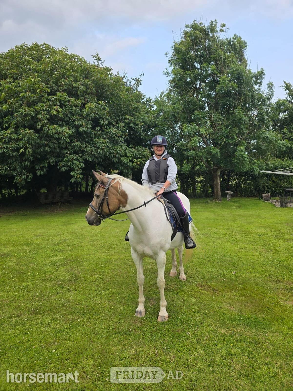 "Disney" Other Colour Mare Project Horse - Horses