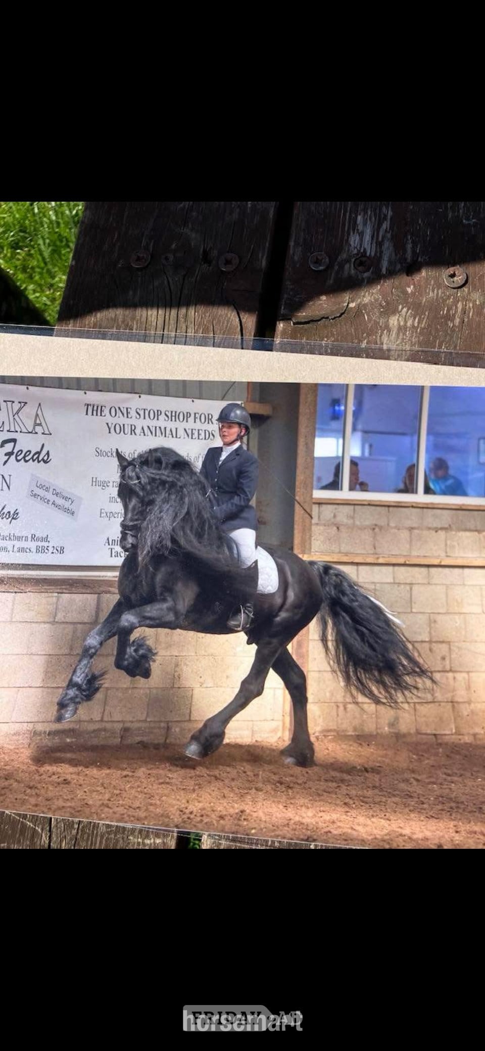 "Sophie" Piebald Mare Coloured in Bradford