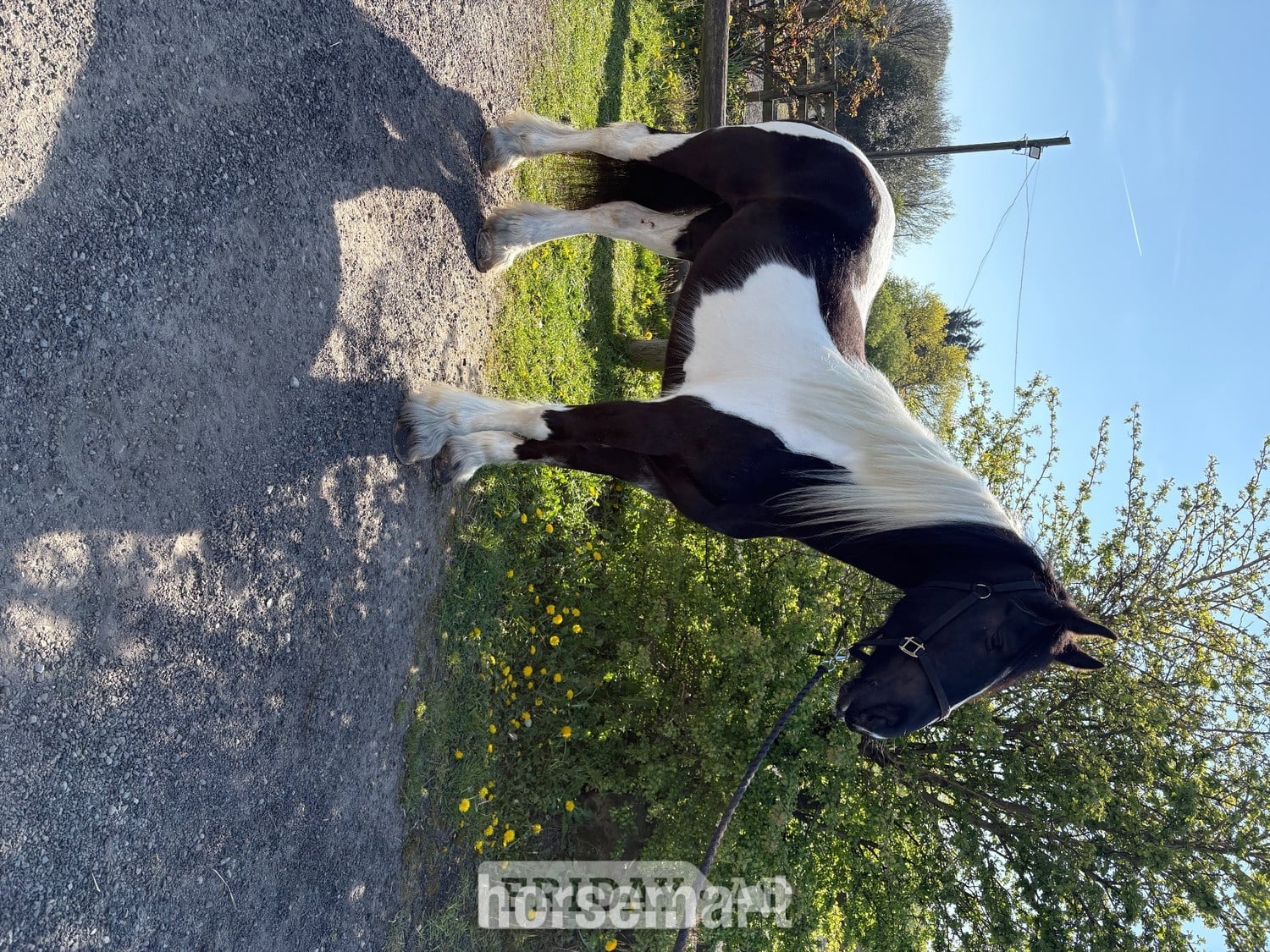 "Sophie" Piebald Mare Coloured