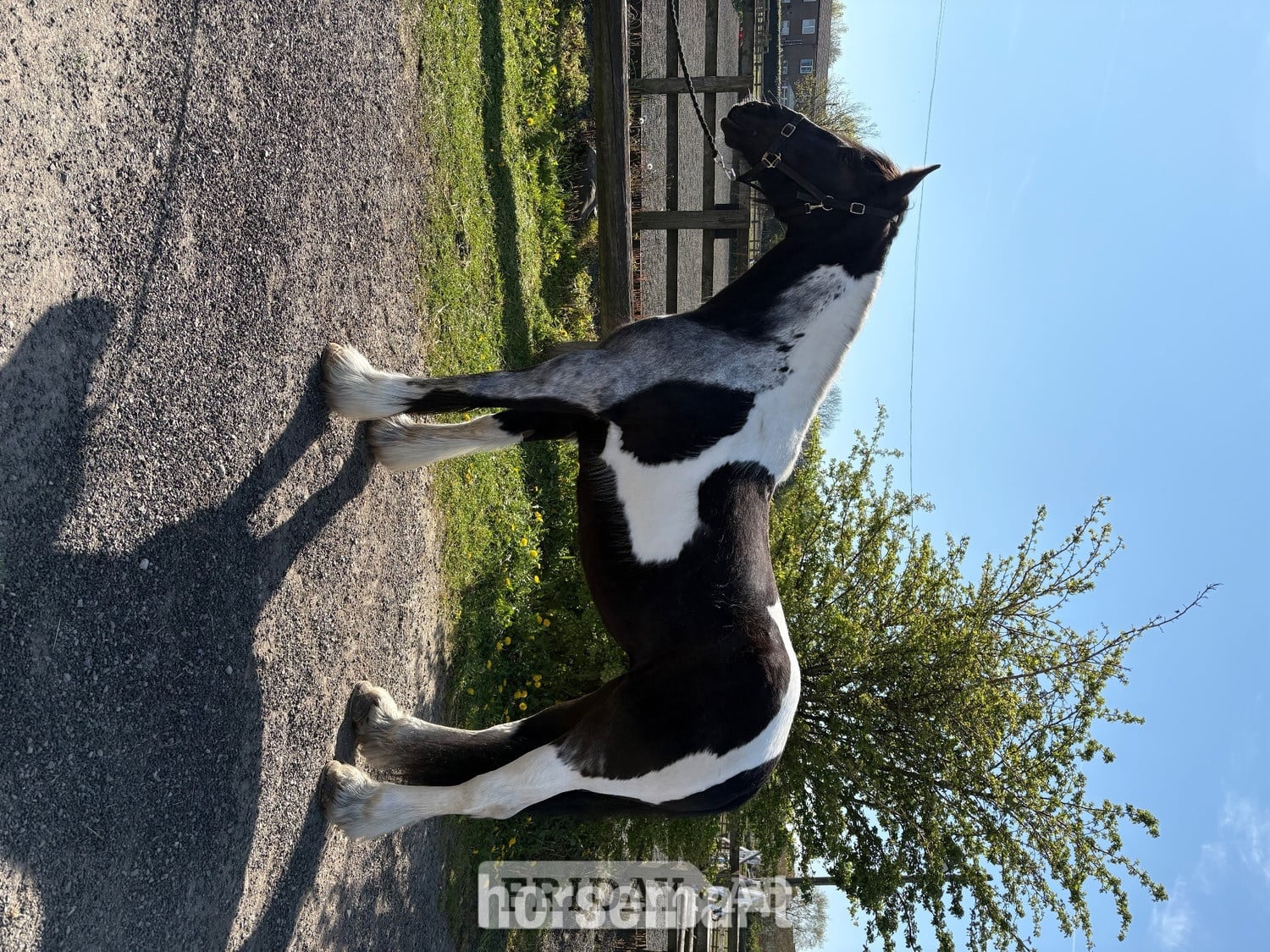 Bradford "Sophie" Piebald Mare Coloured