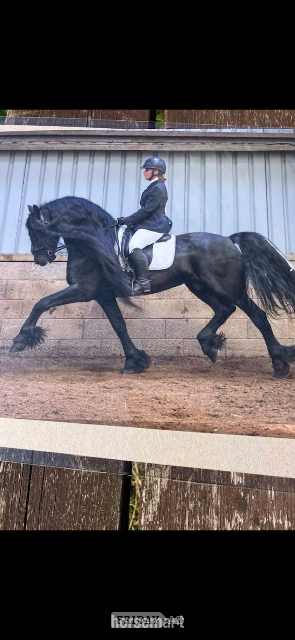 "Sophie" Piebald Mare Coloured - Horses