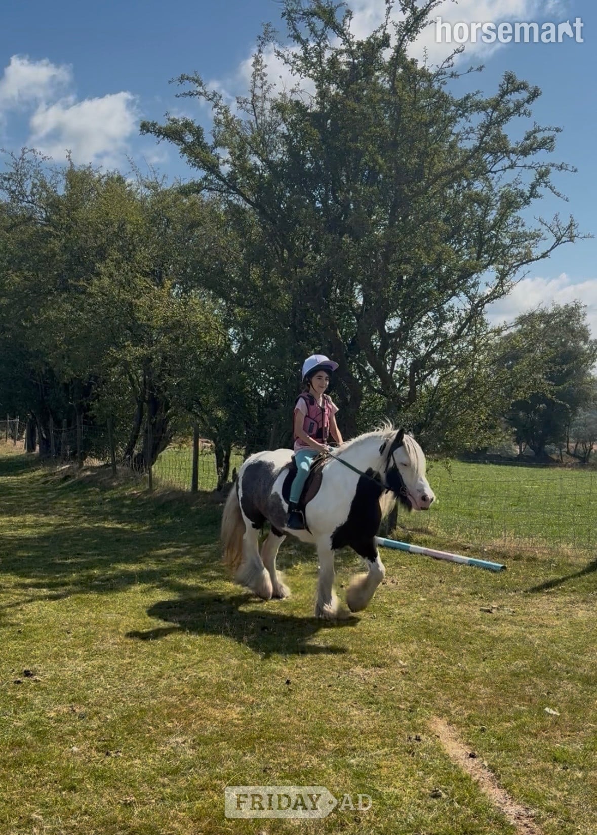 "Fanta" Coloured Gelding All Rounder in Pontypridd