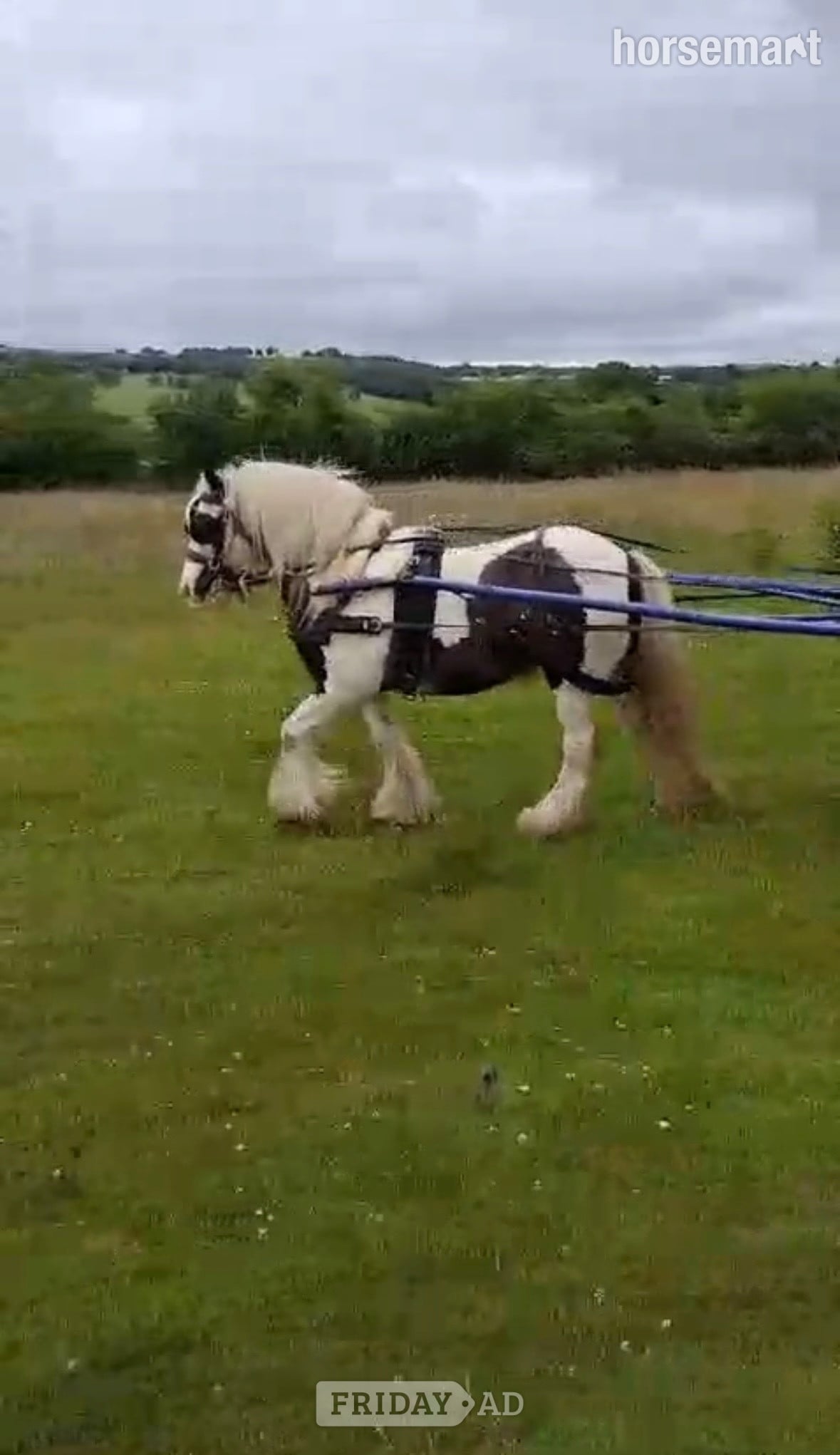 "Fanta" Coloured Gelding All Rounder