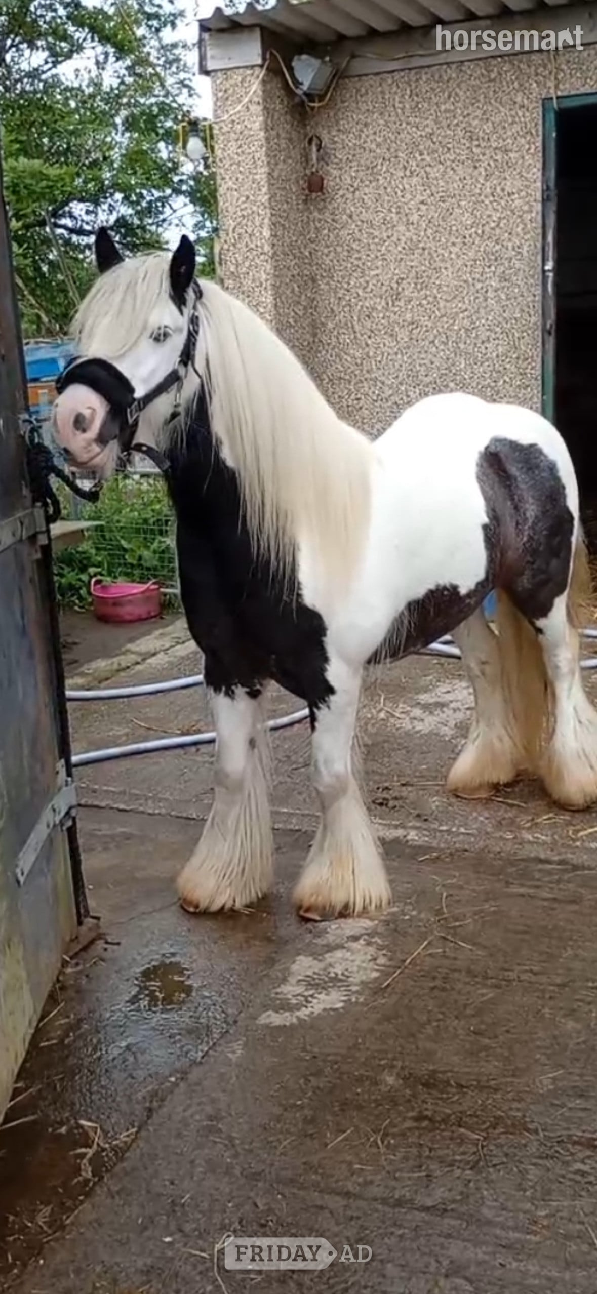 Pontypridd "Fanta" Coloured Gelding All Rounder