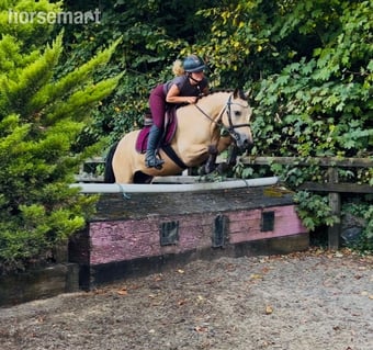 "Buddy: one in a million, loveable kid’s dream pony" Dun Gelding All Rounder