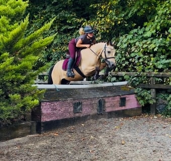 "Buddy: one in a million, loveable kid’s dream pony" Dun Gelding All Rounder