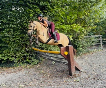 "Buddy: one in a million, loveable kid’s dream pony" Dun Gelding All Rounder