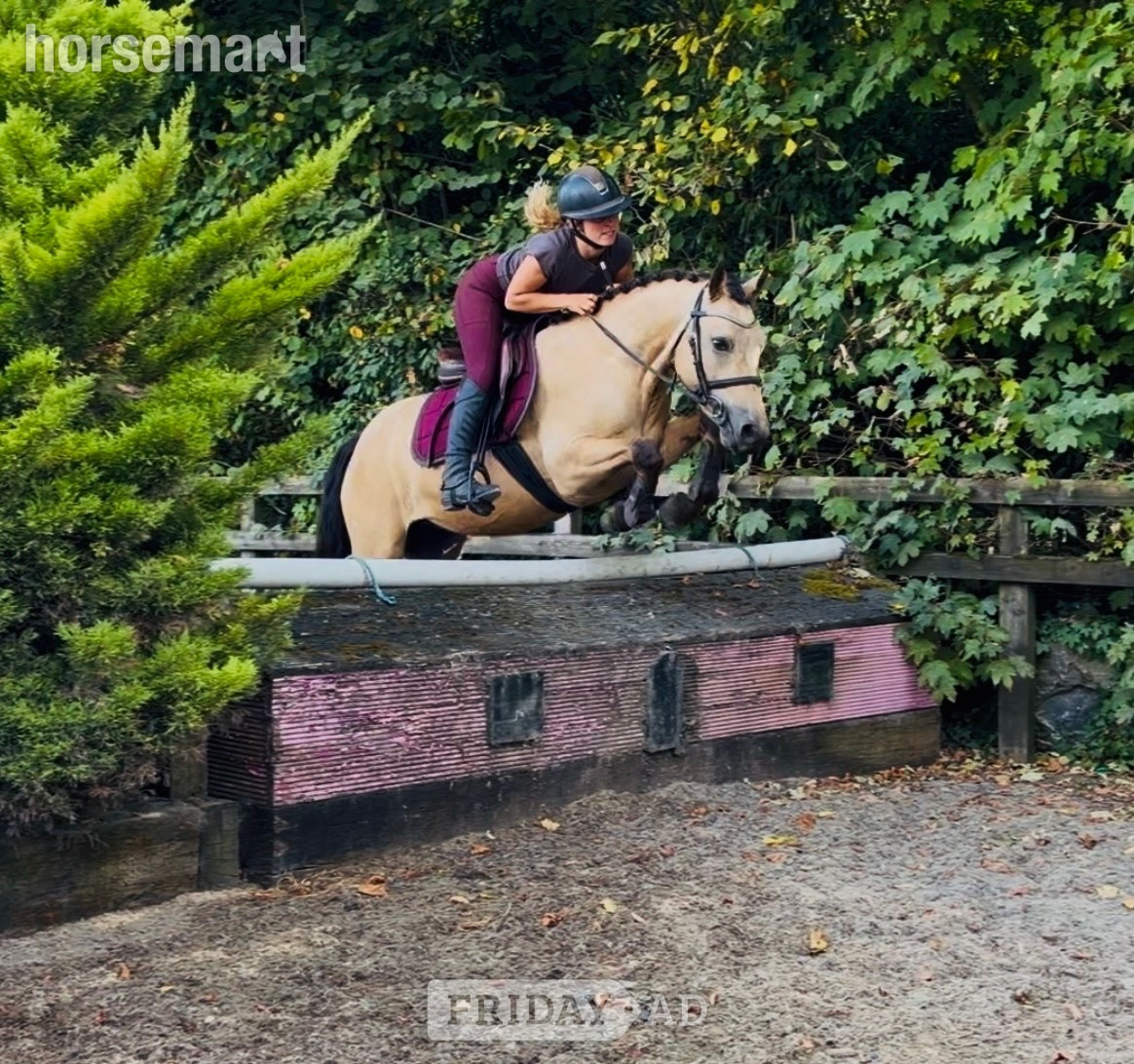"Buddy: one in a million, loveable kid’s dream pony" Dun Gelding All Rounder in Raheen
