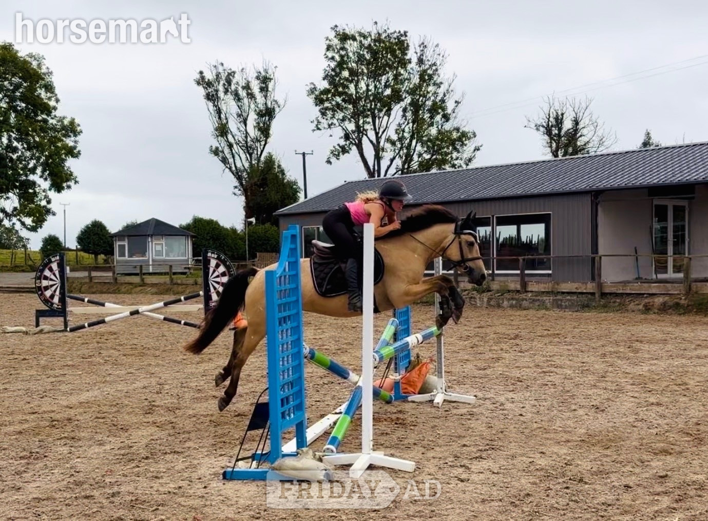 "Buddy: one in a million, loveable kid’s dream pony" Dun Gelding All Rounder