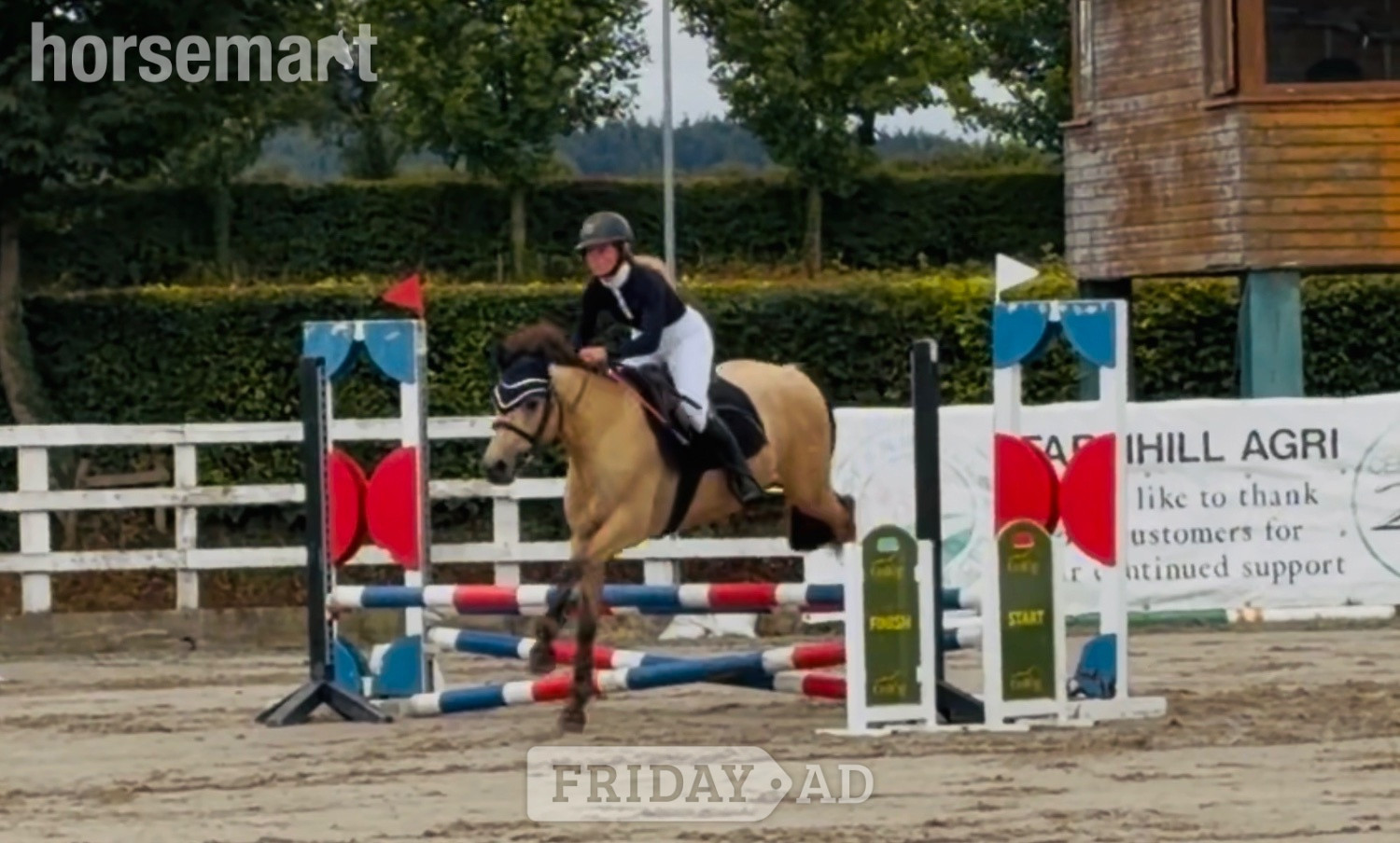 Raheen "Buddy: one in a million, loveable kid’s dream pony" Dun Gelding All Rounder