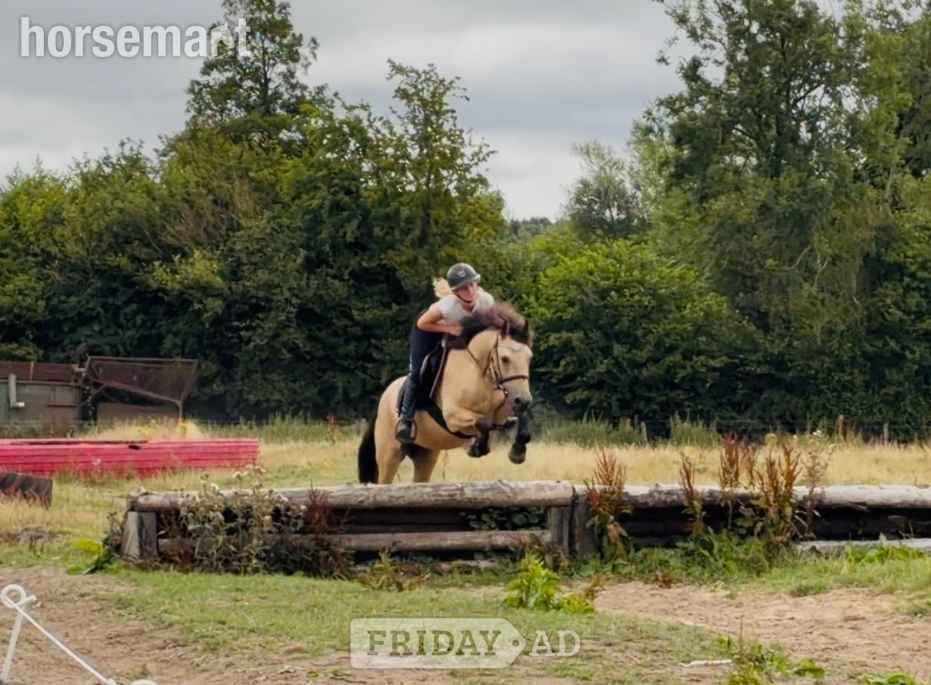 "Buddy: one in a million, loveable kid’s dream pony" Dun Gelding All Rounder - Horses in Raheen