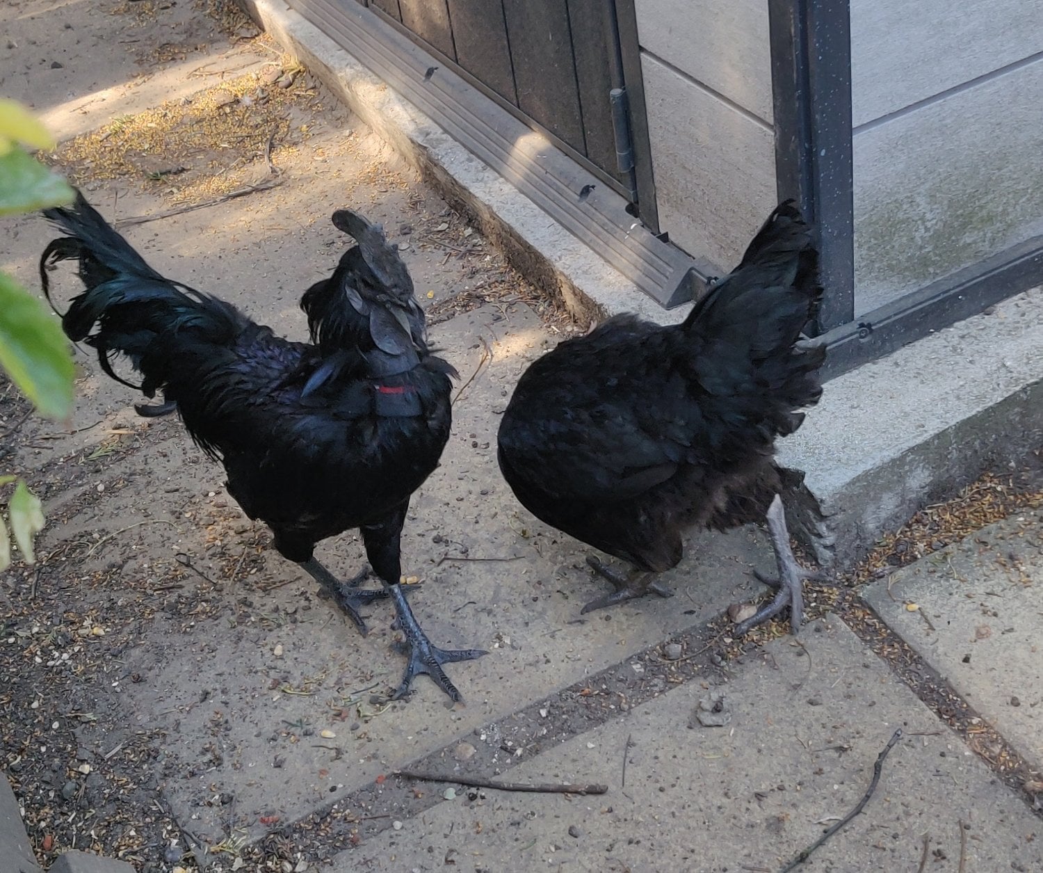 London Ayam Cemani for sale in London.