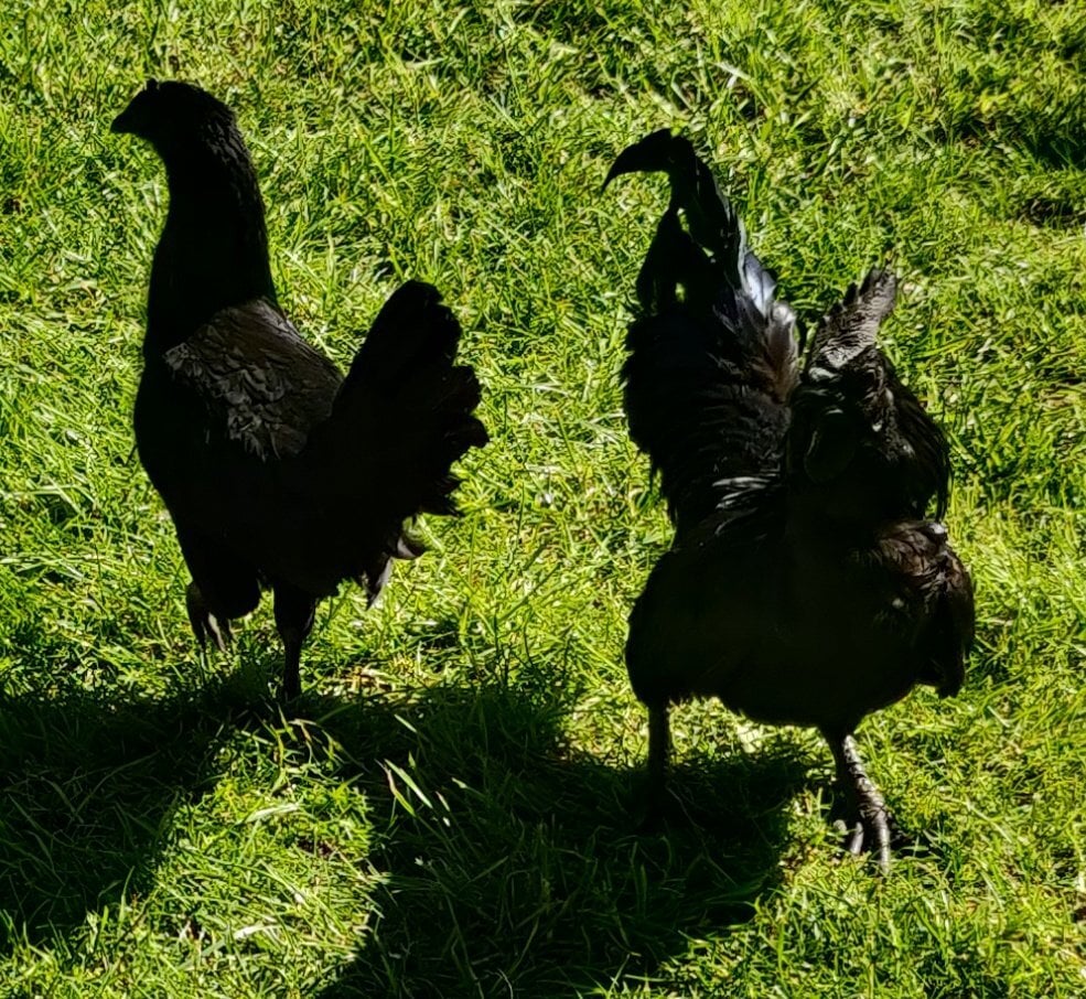 Ayam Cemani for sale in London. - Poultry in London