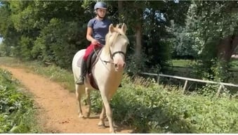 "Comet"  Gelding All Rounder