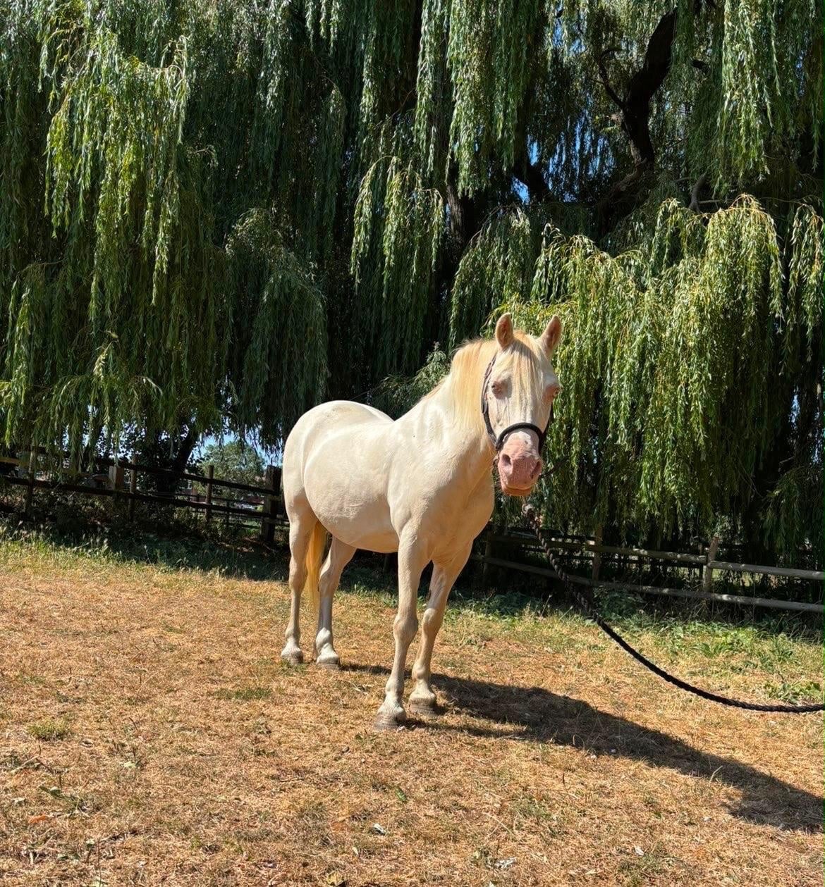 "Comet"  Gelding All Rounder