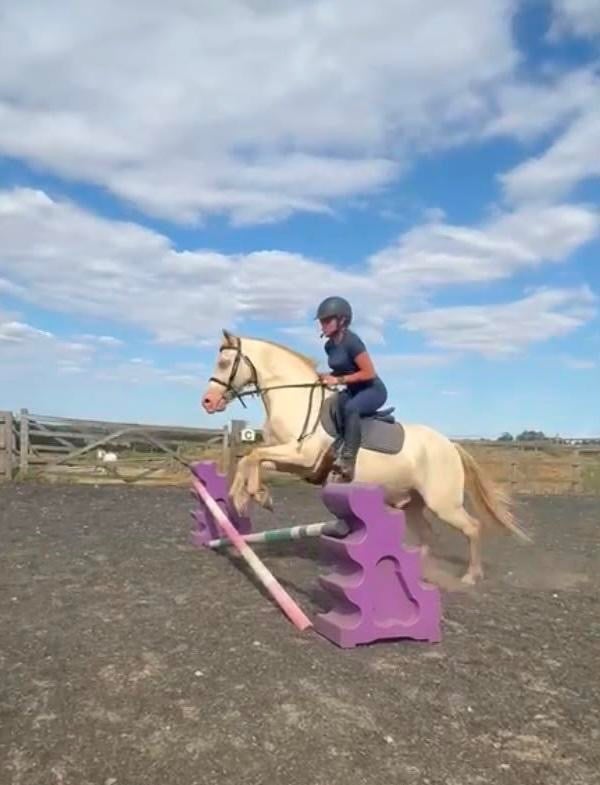 Bedford "Comet"  Gelding All Rounder