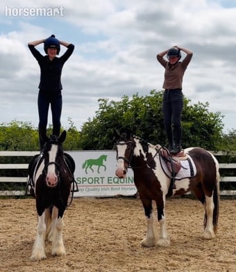 "Bella: incredibly quiet and easy, patient happy hacker" Skewbald Mare All Rounder