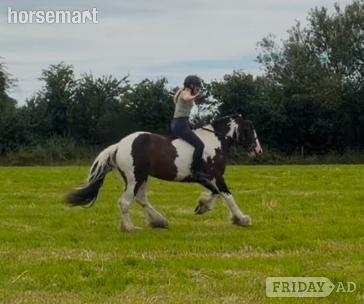 Raheen "Bella: incredibly quiet and easy, patient happy hacker" Skewbald Mare All Rounder