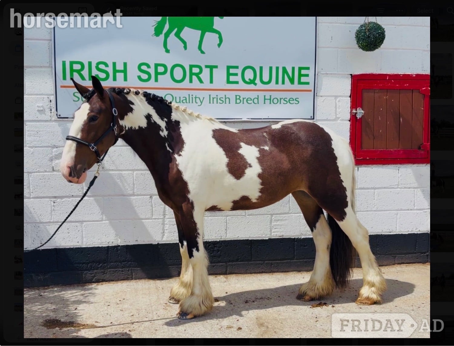 "Bella: incredibly quiet and easy, patient happy hacker" Skewbald Mare All Rounder - Horses in Raheen